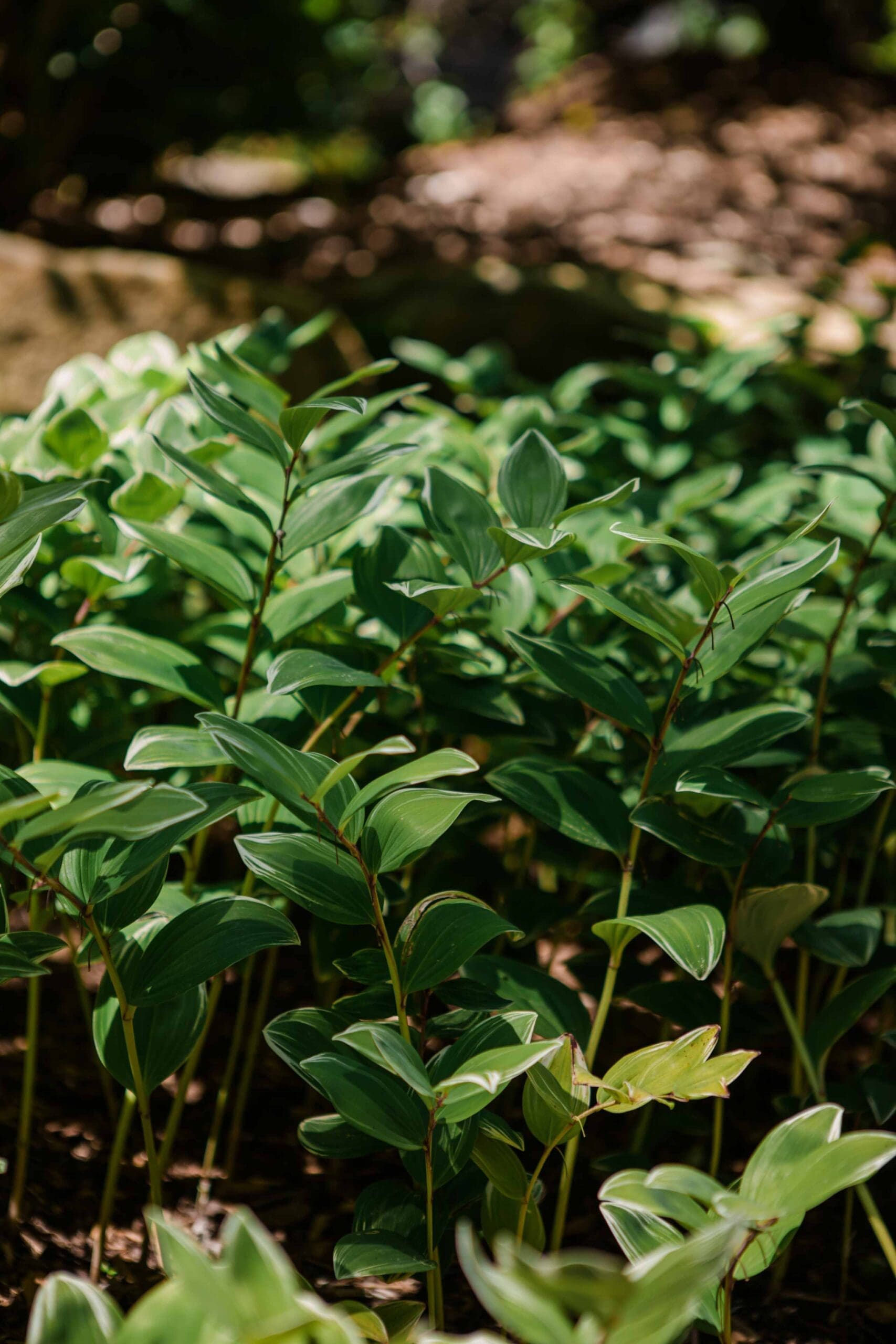 MathisLandscape_BrenPhotography_301