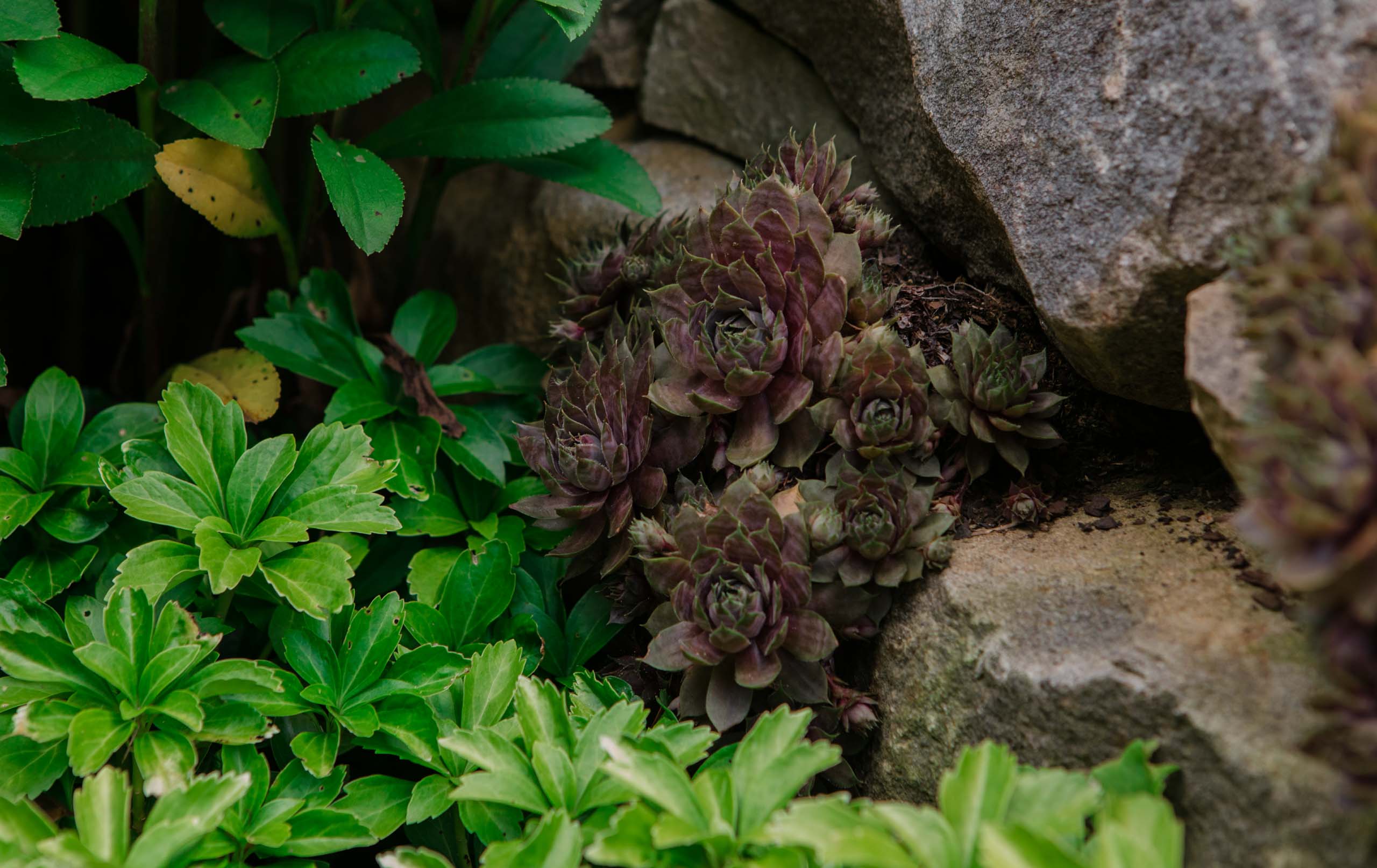 Cashiers, NC Landscape Design