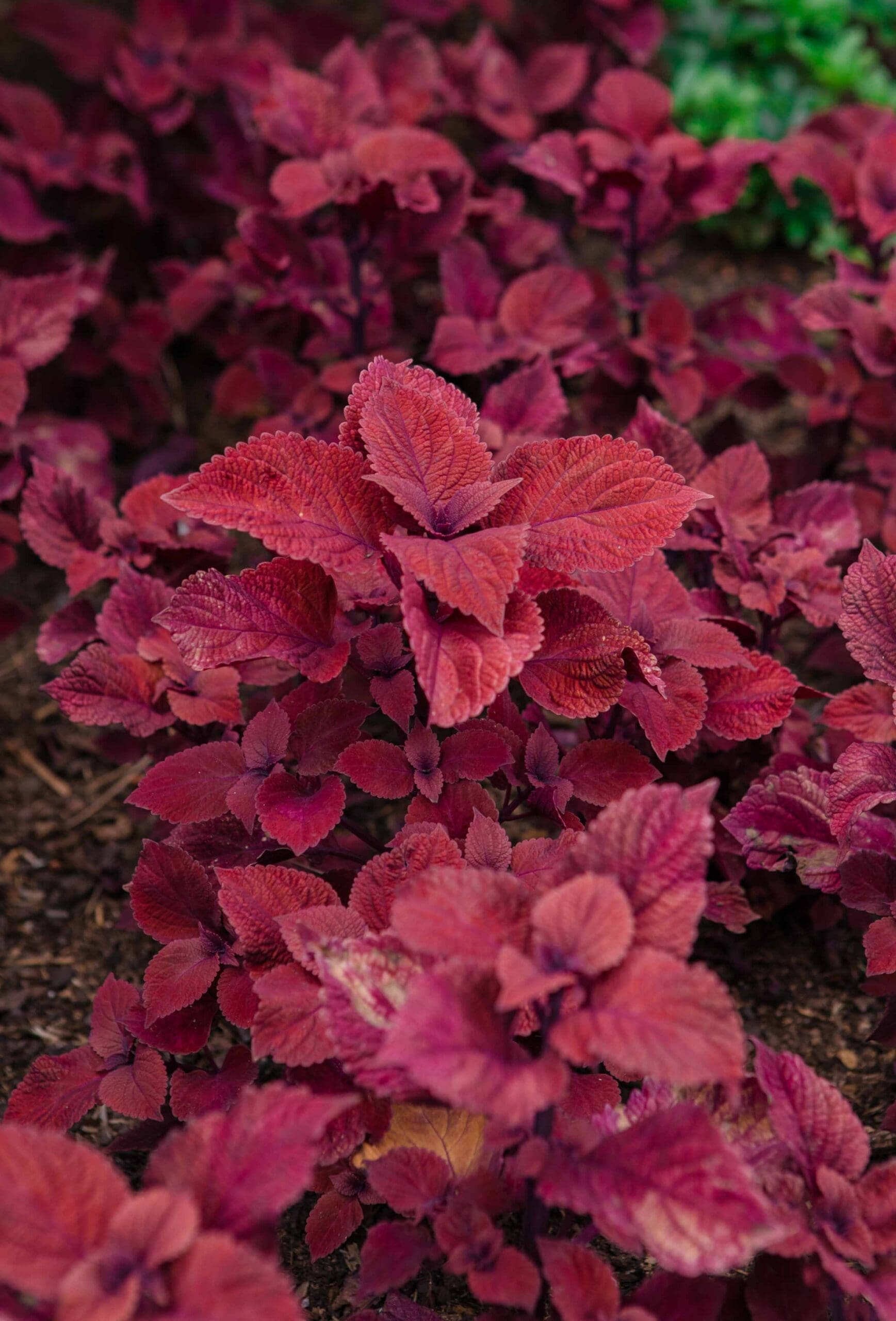 Highlands, NC Landscaping Services