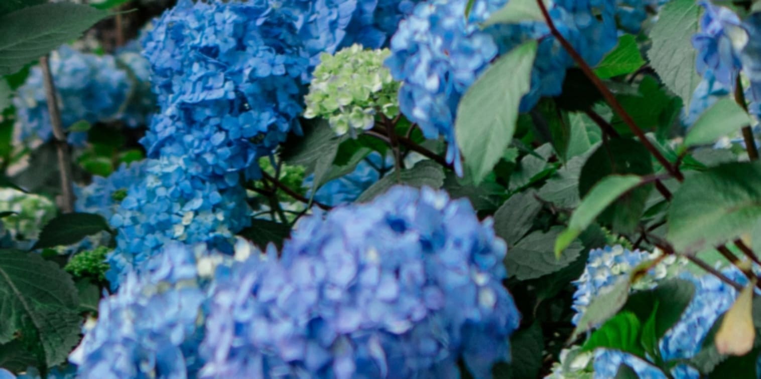 Western North Carolina Landscape Design Services