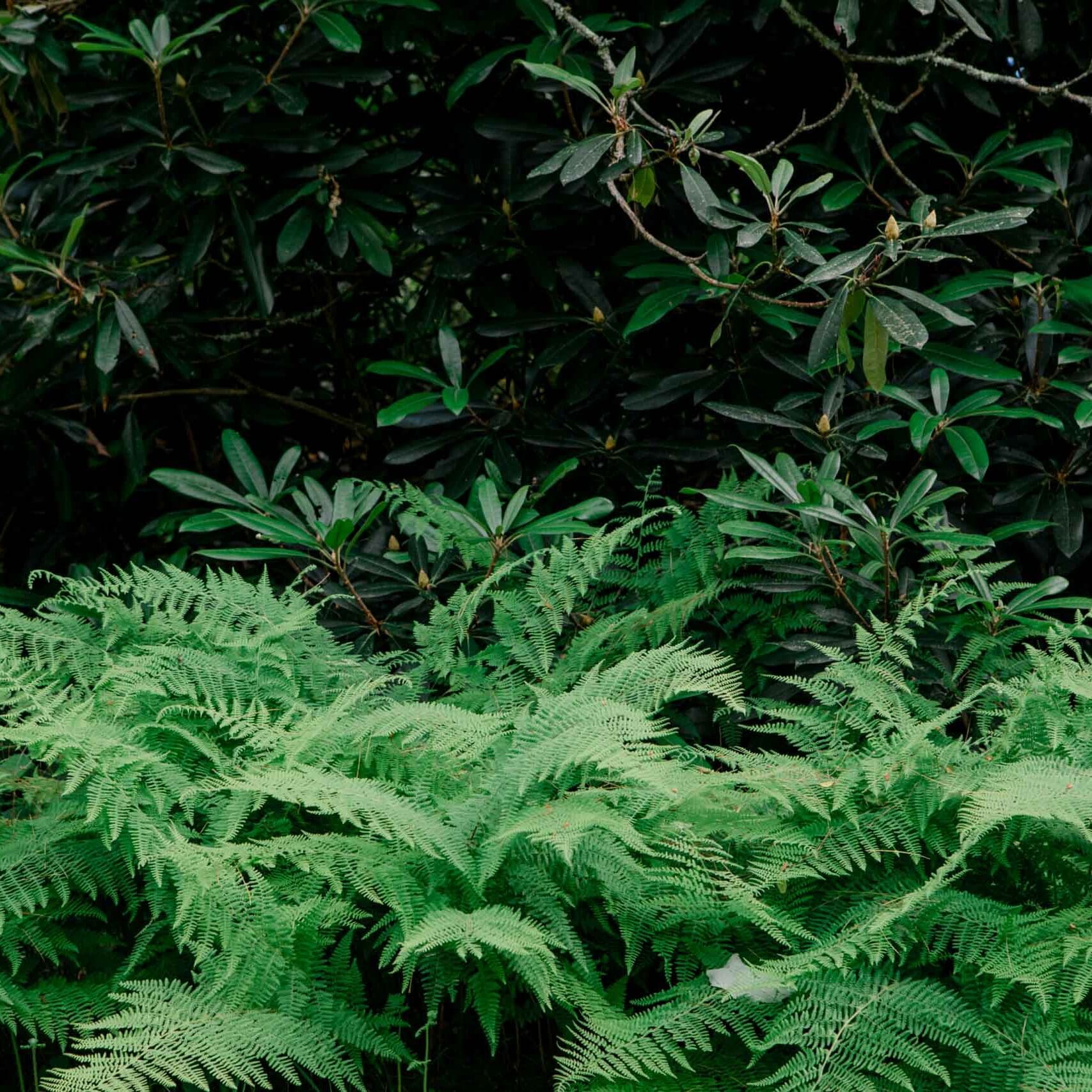 MathisLandscape_BrenPhotography_332