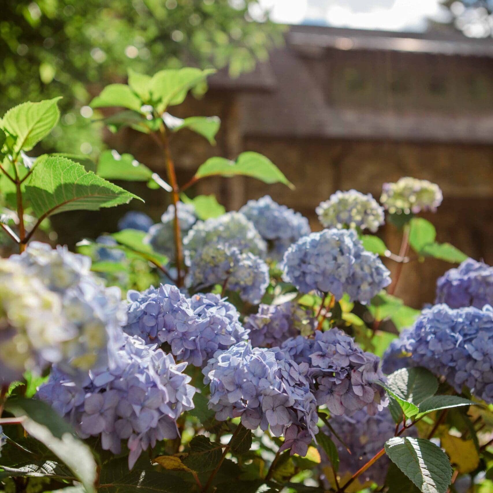 Western North Carolina Landscape Maintenance
