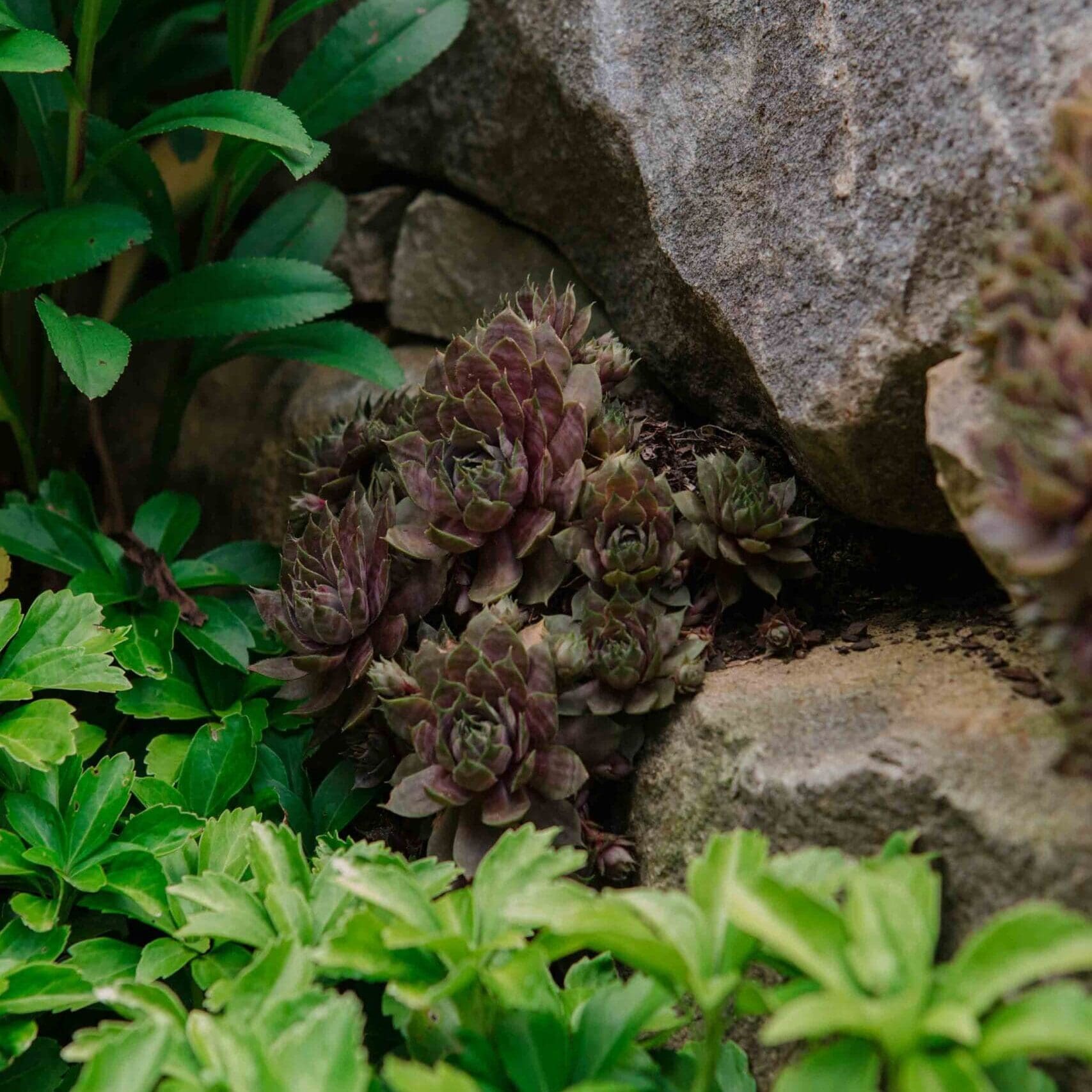 Landscaping Services Company Lake Toxaway, NC