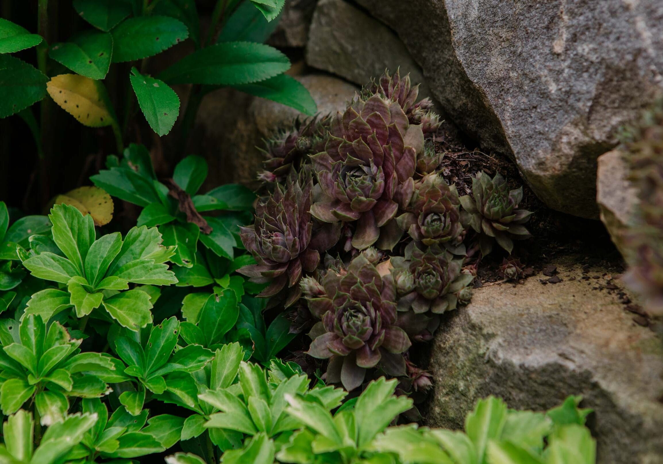 Cashiers, NC Landscape Design